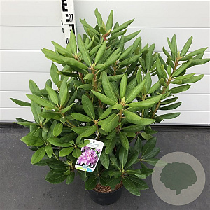 Rhododendron 'Roseum Elegans' 60-80 cm 20L