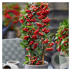 Pyracantha cocc. 'Red Star' 100-125 cm 3,0L