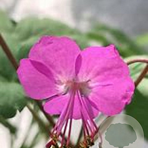 Geranium macr. 'Olympic Fire' GM  P11