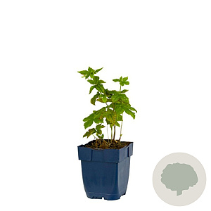 Geranium nodosum GM  P11