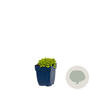 Sedum acre 'Yellow Queen' GM  P11