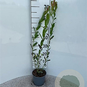 Salix purpurea 40-60 cm 2,0L