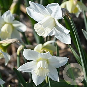 Narcissus (lcu) 'White Plume' verpakt per 100