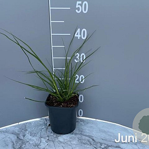 Cortaderia s. 'Pumila' GM 2,0L