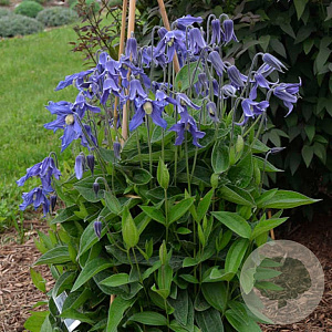 Clematis integrifolia GM P9