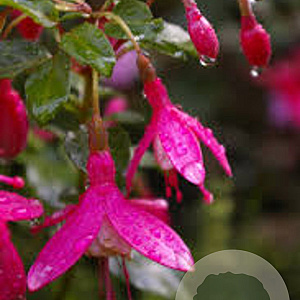 Fuchsia 'Lady Thumb' GM P9