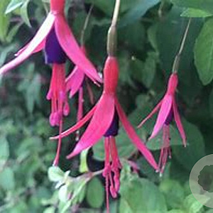 Fuchsia magellanica GM P9