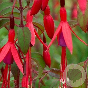 Fuchsia magellanica gracilis GM P9