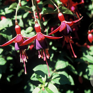 Fuchsia 'Mrs Popple' GM P9
