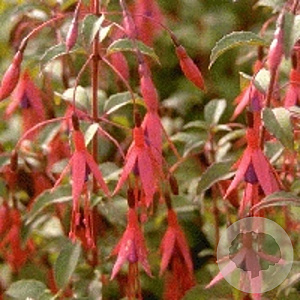Fuchsia 'Riccartonii' GM P9