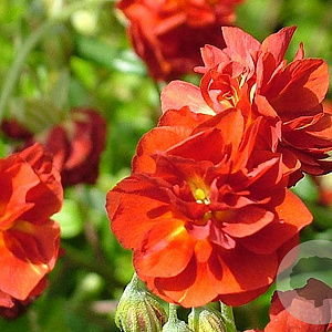 Helianthemum 'Amabile Plenum' GM P9