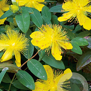 Hypericum calycinum GM P9