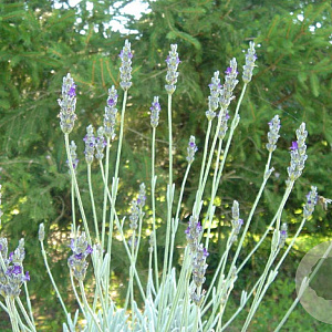 Lavandula 'Lantana' GM P9