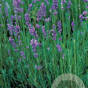 Lavandula angustifolia GM P9