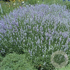 Lavandula angustifolia 'Blue Cushion' GM P9