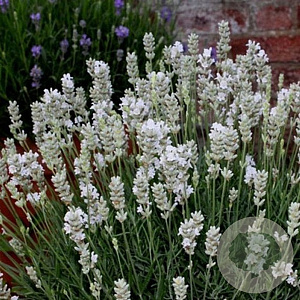 Lavandula angustifolia 'Elegance Ice' GM P9