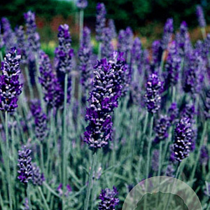 Lavandula angustifolia 'Richard Gray' GM P9