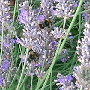 Lavandula angustifolia 'Silber Dwarf' GM P9