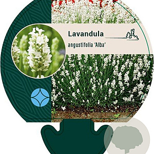 Lavandula ang. 'Alba' GM P9