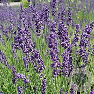 Lavandula ang. 'Dwarf Blue' GM P9