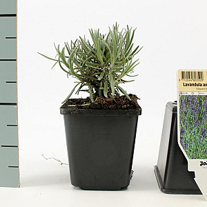 Lavandula ang. 'Dwarf Blue' GM P9