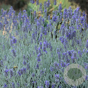 Lavandula ang. 'Silver Mist' GM P9