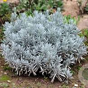 Lavandula latifolia GM P9