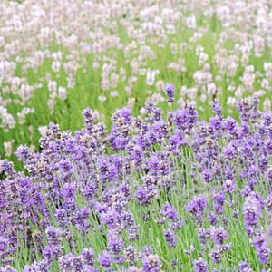 Lavandula pink purple GM P9