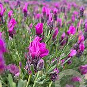 Lavandula stoechas 'Papillon' GM P9