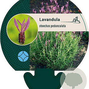 Lavandula stoechas pedunculata GM P9