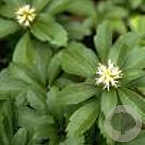 Pachysandra terminalis GM P9