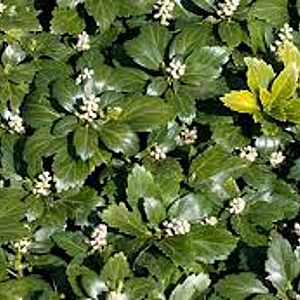 Pachysandra term. 'Tundra' GM P9