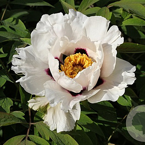 Paeonia rockii GM  P11