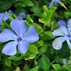 Vinca minor 'Anna' GM P9