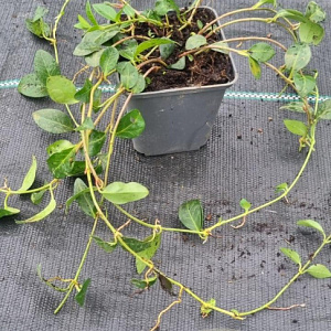 Vinca minor 'Atropurpurea' GM P9