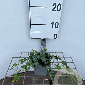 Vinca minor 'La Grave' GM P9