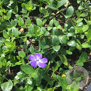 Vinca minor 'Marie' GM P9