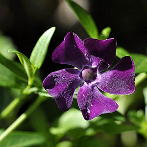 Vinca minor 'Multiplex' GM P9