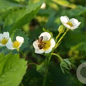 Fragaria moschata GM P9