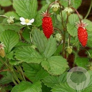 Fragaria vesca GM P9