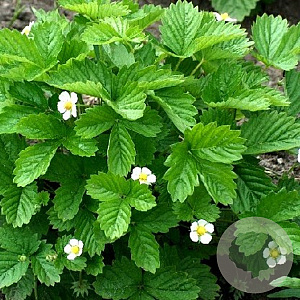 Fragaria v. 'Alexandria' GM P9
