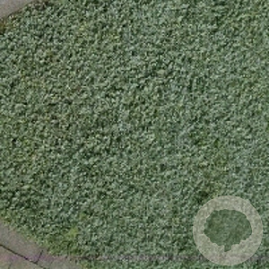 Acaena buchananii GM P9