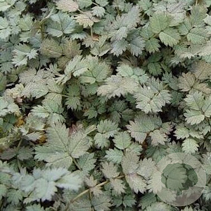 Acaena magellanica GM P9