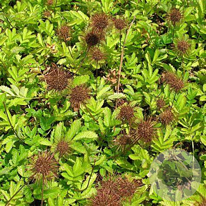 Acaena magellanica GM P9