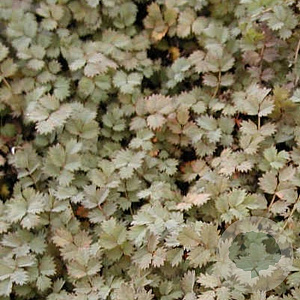 Acaena microphylla GM P9