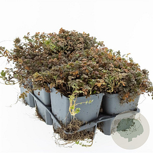 Acaena microphylla 'Kupferteppich' GM P9