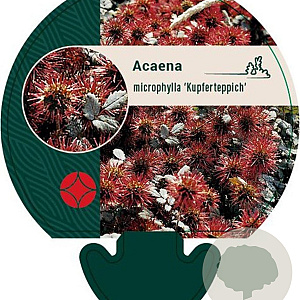 Acaena microphylla 'Kupferteppich' GM P9