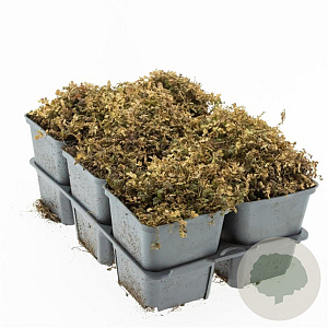 Acaena microphylla 'Kupferteppich' GM P9