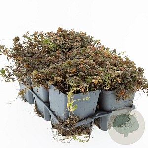 Acaena microphylla 'Kupferteppich' GM P9