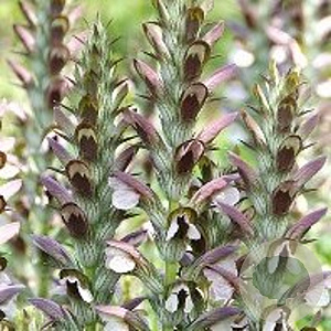 Acanthus hungaricus GM P9